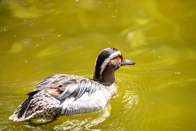 Close-up of duck swimming in lake