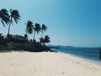 Palm trees on beach against clear sky