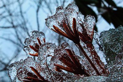 Close-up of frozen plant during winter