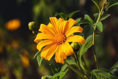 Close-up of yellow flowering plant