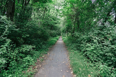 Footpath amidst trees in forest