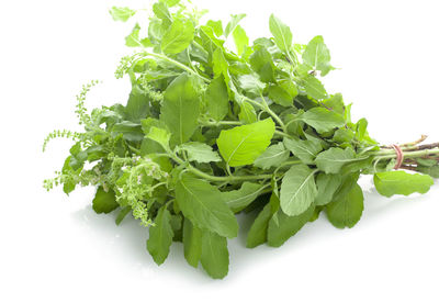 Close-up of green leaves against white background