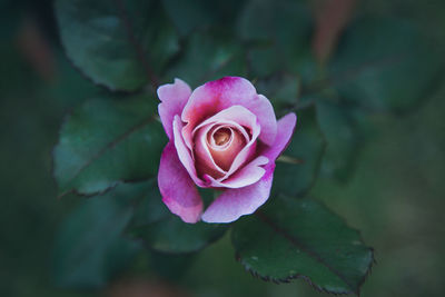 Close-up of pink rose blooming outdoors