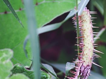 Close-up of caterpillar on plant