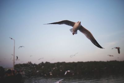 Low angle view of seagull flying in sky