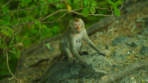 Monkey looking away on tree