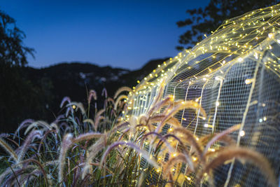 Close-up of illuminated plants growing on field against sky at night