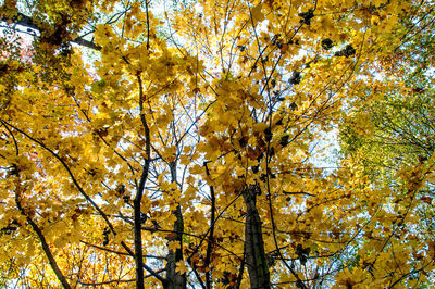 Low angle view of tree in autumn