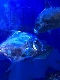 Close-up of fish swimming in aquarium