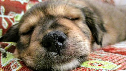 Close-up of dog resting on bed