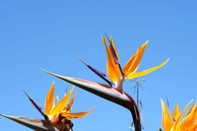 Low angle view of yellow flowering plant against clear blue sky