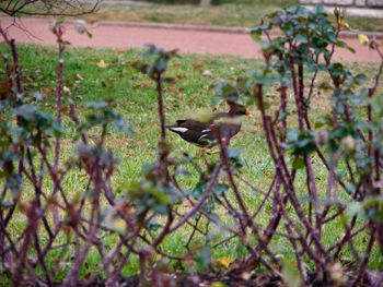 Bird perching on ground