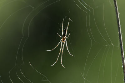 Close-up of spider on web