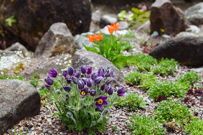 Close-up of purple crocus flowers