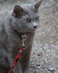 Close-up of cat looking away