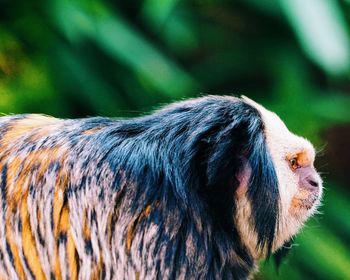 Close-up of an animal