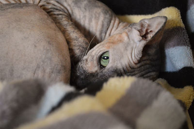 Close-up of calico sphynx cat laying in blanket