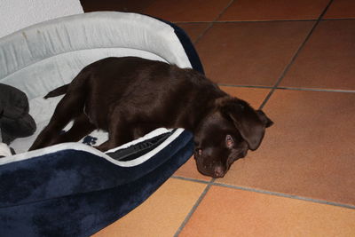 Dog resting on tiled floor