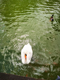 High angle view of duck swimming in lake