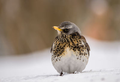 Close-up of bird perching on snow