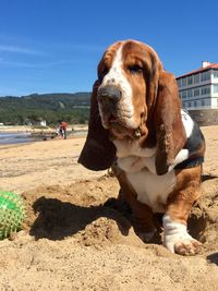 Dog on beach during sunny day. blues on the beach - basset hound model posing.