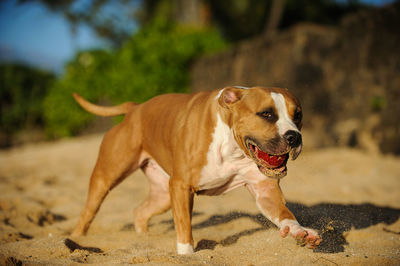 Dog with ball running on sand at beach