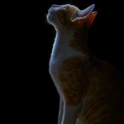 Close-up of a cat over black background