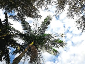 Low angle view of palm tree against sky