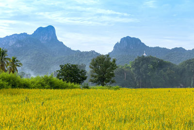 Scenic view of oilseed rape field against sky