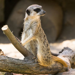 Close-up of meerkat sitting outdoors