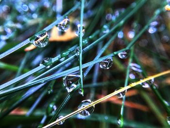 Close-up of water drops on plant