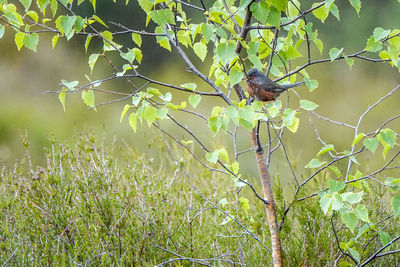 View of a bird on branch