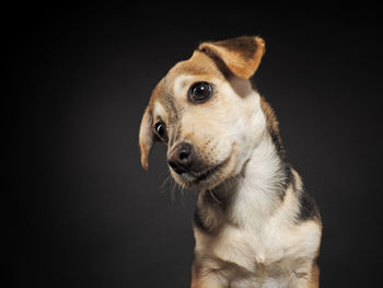 Close-up of a dog over black background