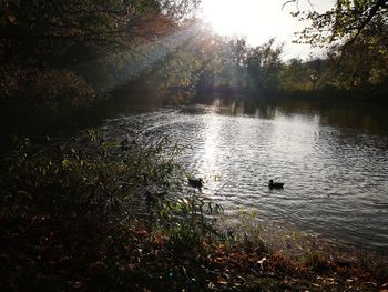 View of birds swimming in lake