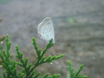 Close-up of insect on flower against blurred background