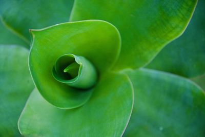 Close-up of succulent plant