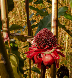 Close-up of red flowering plant