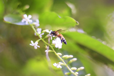 Close-up of bee on flower