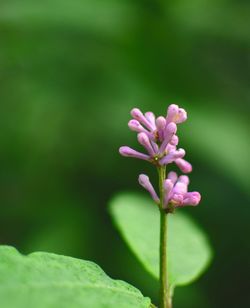 Close-up of pink flowering plant