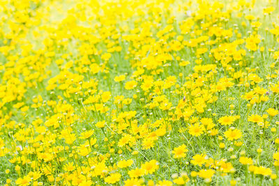 Full frame shot of yellow flowering plants