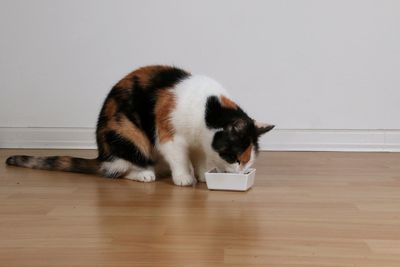 Cat looking away while standing on hardwood floor