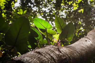 Low angle view of leaves on tree in forest
