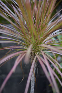 Close-up of plant