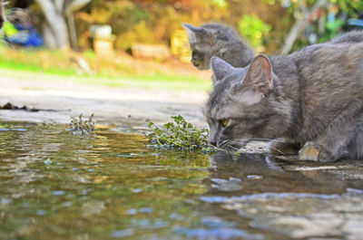 View of cat drinking water from lake