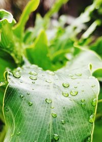 Close-up of wet leaf