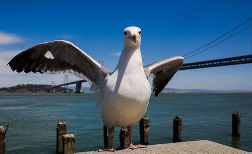 Seagull flying over white background