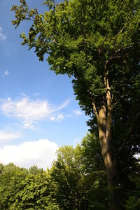 Low angle view of trees against sky