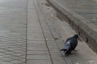 Bird perching on wall