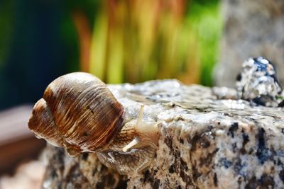 Close-up of snail