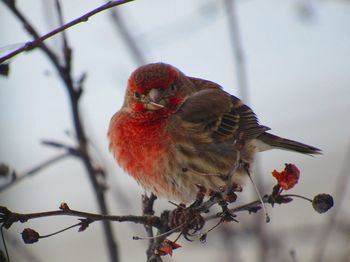 Close-up of bird perching on branch